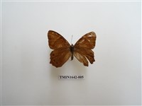 藏品(深山黛眼蝶)的圖片